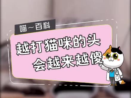 猫咪犯了错,一定不要打它的头,你知道吗?🙋🙋🙋#我在意的都给你 #猫不是猫 @抖音小助手