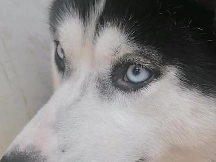 各种哈士奇眼睛👀#哈奇士 #哈士奇眼睛 #狗