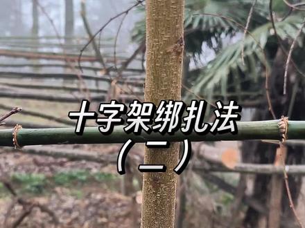 十字架绑扎法(二)#绑绳#技巧#小院#乡村#户外