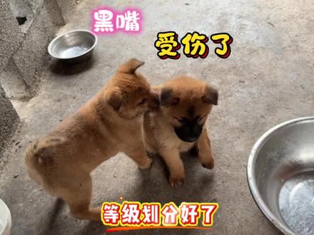 为了一块骨头,打得两败俱伤,值得吗 为了划分等级,两只狗宝宝大战了一场,黑嘴严重受伤了#爱犬日常 #不养狗不知养狗的乐趣 #农村生活 #乡村守护人 #宠物