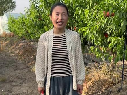 膨果期如何施肥#2024年新农人计划 #膨果期 #桃树修剪