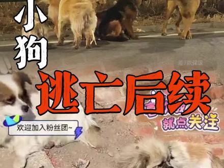 看完眼眶热热的😭#小狗 #宠物 @DOU+上热门