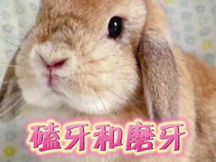 兔子磨牙和磕牙是一样的吗?为什么会磕牙?#宠物兔