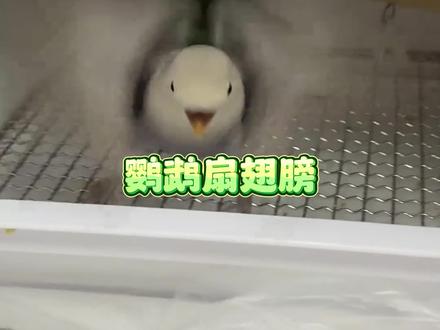 你家鹦鹉平时有没有这些行为?看看都代表什么
#鹦鹉行为解读 #鹦鹉行为图解 #鹦鹉行为含义 #鹦鹉行为解析 #鹦鹉行为学