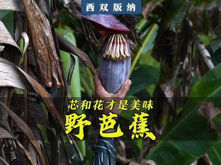 野芭蕉树能贡献的美味,可不止芭蕉,还有芭蕉心和芭蕉花。#基诺族 #云南美食 #乡村守护人 #云南