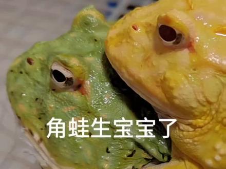 角蛙产卵孵化了 换换水 看着也舒服#角蛙