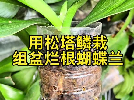 用松塔松鳞栽组盆烂根蝴蝶兰#花卉绿植 #种植小技巧 #爱生活爱养花 #养花 #养花小知识