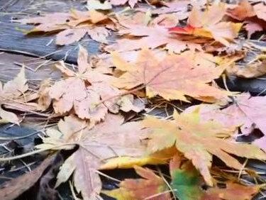 b2扣三分需要怎么处理?#法律#抖来学法 #法律咨询