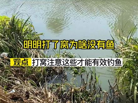 明明打了窝为什么没有鱼,钓友们这几个小细节是你们可能忽略的问题,看看你有没有中奖?#钓鱼 #野钓
