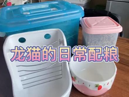 龙猫日常配粮喽#龙猫 #龙猫日常