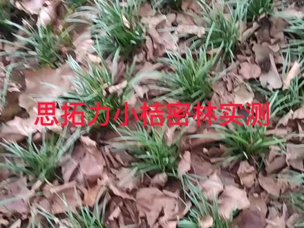 思拓力小桔miniRTK密林测试#思拓力 #RTK #轻松测量
