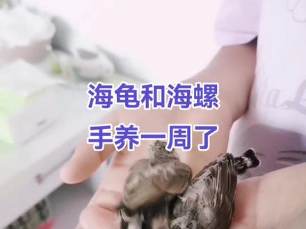 海龟和海螺手养一周
顺利长大了#萌宠出道计划 #珍珠鸟 #手养鸟 #萌宠日常记录 #记录真实生活