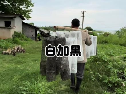 抓黄鳝其实很简单#抓黄鳝 #黄鳝笼