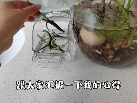 种茨菇的踩坑实录🌱 刷到好多主播说茨菇特别好养,我这个植物杀手也心动了,前后入手了两次。结果折腾了十几天……反正我是没成功养好它😂
#阳台小生态 #水培万物 #万物皆可水培 #透明瓶养植物 #阳台小生态