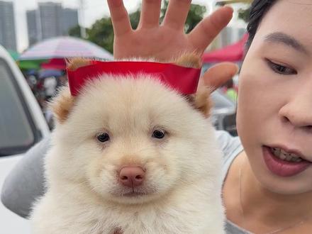粉鼻子土松是最受欢迎的#土松#白土松#中华田园犬