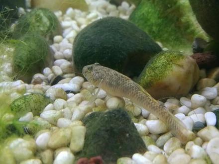 黑壳虾和什么鱼可以混养?如何防止鱼吃黑壳虾?鱼缸鱼虾混养方法