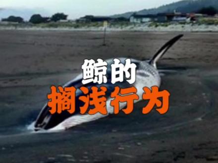 为什么鲸鱼会经常搁浅呢?#鲸鱼搁浅 #鲸鱼#科普