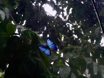 时隔一个月我又用上悬溺了 #听潮阁甜崽 #群星之约甜崽 #听潮阁缘 #听潮阁二创 #甜赐良缘 小哭包公主崽@𝑇.甜崽ᵀᶻ⁷ ,被弟弟@𝑇.缘♚ʸᶠ(发疯补档版) 需要的感觉怎么样呀~