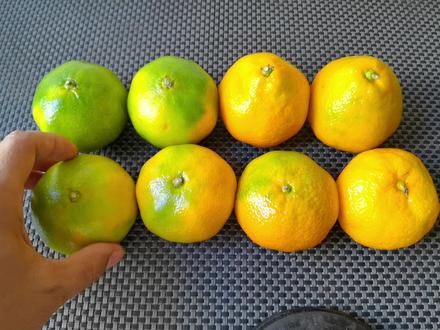 橘子别只会挑好看的,原来它也分公母,教你一招,保证个个甜