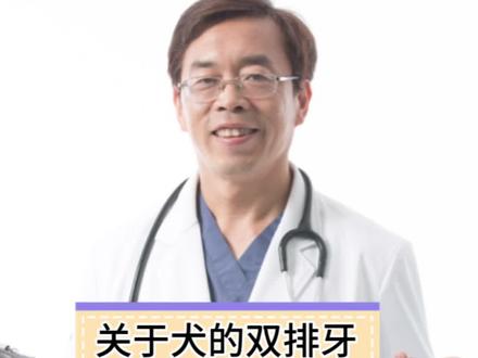 犬双排牙的问题怎么解决?#养宠进阶指南 #宠物知识小课堂 #科学养宠攻略