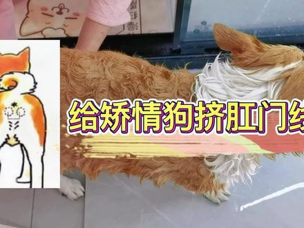 给矫情狗挤肛门腺,又是一场战役,怎么那么能演? #柯基 #萌宠出道计划