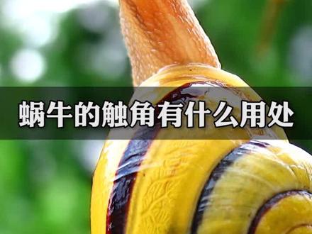 #科普#涨知识#蜗牛 蜗牛小小的触角,大大的作用。