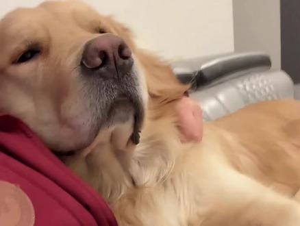 一月喊孃合集,才15声孃,给大狗儿差评,哼💢! #不养狗不知道养狗的乐趣 #金毛 #养狗的乐趣 #假如狗狗会说话 #四川方言