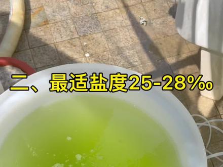 #轮虫 繁殖要点 #小球藻 #小丑鱼繁殖 #海缸 @DOU+小助手