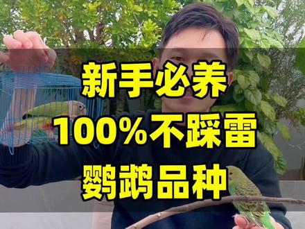 新手必养的鹦鹉品种,100%不踩雷 #新手养鸟指南 #鹦鹉 #养鹦鹉 #新手养鹦鹉 #鹦鹉鹦鹉萌萌哒逗鹦鹉