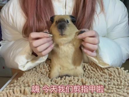 荷兰猪剪指甲教程#荷兰猪
#鼠鼠我呀 #毛孩子可以治愈各种不快乐 #中视频伙伴计划 #柿子椒熊