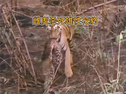 雌虎杀死雄性花豹并吃掉#神奇动物在抖音 #野生动物零距离 #孟加拉虎 #老虎 #花豹