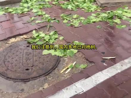 呼吁铲除梧桐树,杨树