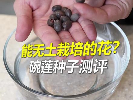 无土栽培真的能行?特殊时期等一个奇迹 #碗莲 #碗莲种植#无土栽培 #测评