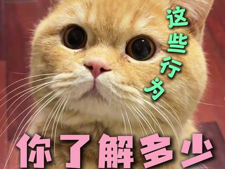 猫咪迷惑行为你了解多少 #养猫人#万物可爱计划#猫咪的迷惑行为 #我和我的猫#冬季养猫