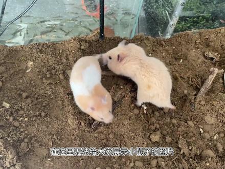 用鱼缸古法生态养鼠,经历3个多月,它们生宝宝了#神奇动物在抖音 #金丝熊 #萌宠 #仓鼠