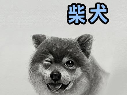 柴犬怎么画呀!一教就会!快来学学吧!💞#素描 #零基础学画画 #教程 #柴犬 #狗狗