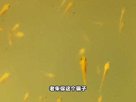 养锦鲤水花怎样喂食?如果你真的这样做了,还是别养锦鲤水花了! #锦鲤 #锦鲤水花 #养鱼日记