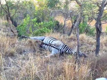 花豹啃肉正尽兴,冷不丁被液体喷一身,绕圈散味断了馋念 #斑马 #花豹 #猎物 #豹