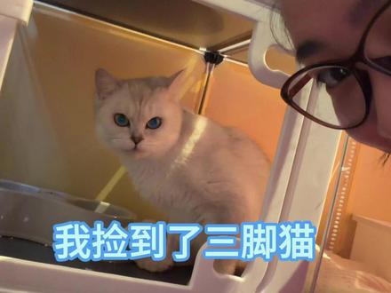 我捡到了三脚猫!!#vlog日常 #流浪猫 #救助流浪猫 #猫咪