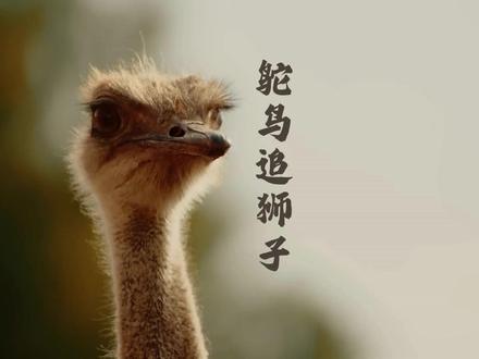 我居然看见.......鸵鸟追着狮狮狮狮狮子跑?#动物世界 #鸵鸟 #狮子 #青年创作者成长计划 #创作者流量扶持计划