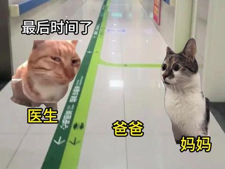 这就是骑士精神吗 #猫meme #真实还原 #感动