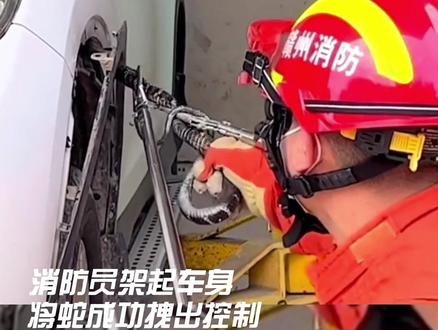 太危险!剧毒眼镜王蛇钻进车内,咋回事?