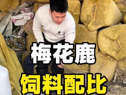 梅花鹿 不懂吃什么饲料的这下看完你就懂了#梅花鹿养殖 #我为家乡农产品代言 #鹿茸#原创视频 #创作者扶持计划