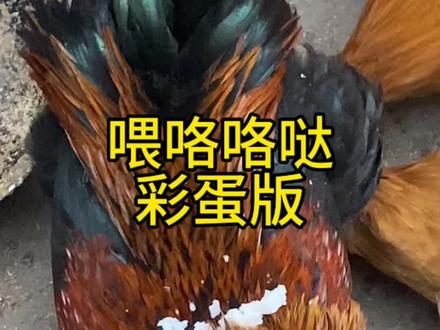 快艾特你的好友来吃吧,农村又来喂咯咯哒啦,视频后面有彩蛋#农村生活 #抽象 #猎奇 #抖音记录农村生活 #咕咕鸡