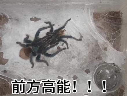 小蛛咪教培第二期#蜘蛛 #爬宠 #爬宠日常