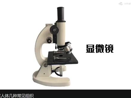初中生物实验四
