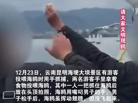 游客在海埂大坝投喂时抓住海鸥拍照 景区:查实将列入黑名单