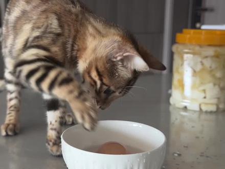 未来的足球明星闪亮登场啦#小猫玩球 #孟加拉豹猫 #猫咪的迷惑行为 #猫咪日常 #萌宠出道计划