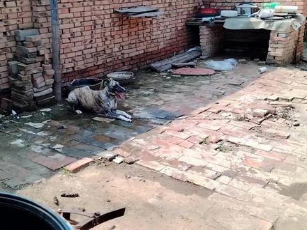 今天花了1000块钱买了一条格慧小狗,豹纹形体骨架非常漂亮。 #虎斑 #灵缇