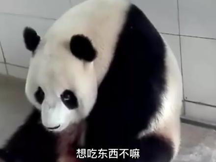 这只熊猫太聪明了,奶妈问他吃不吃东西,他点头示意 #大熊猫暖暖 #大熊猫 #宠物